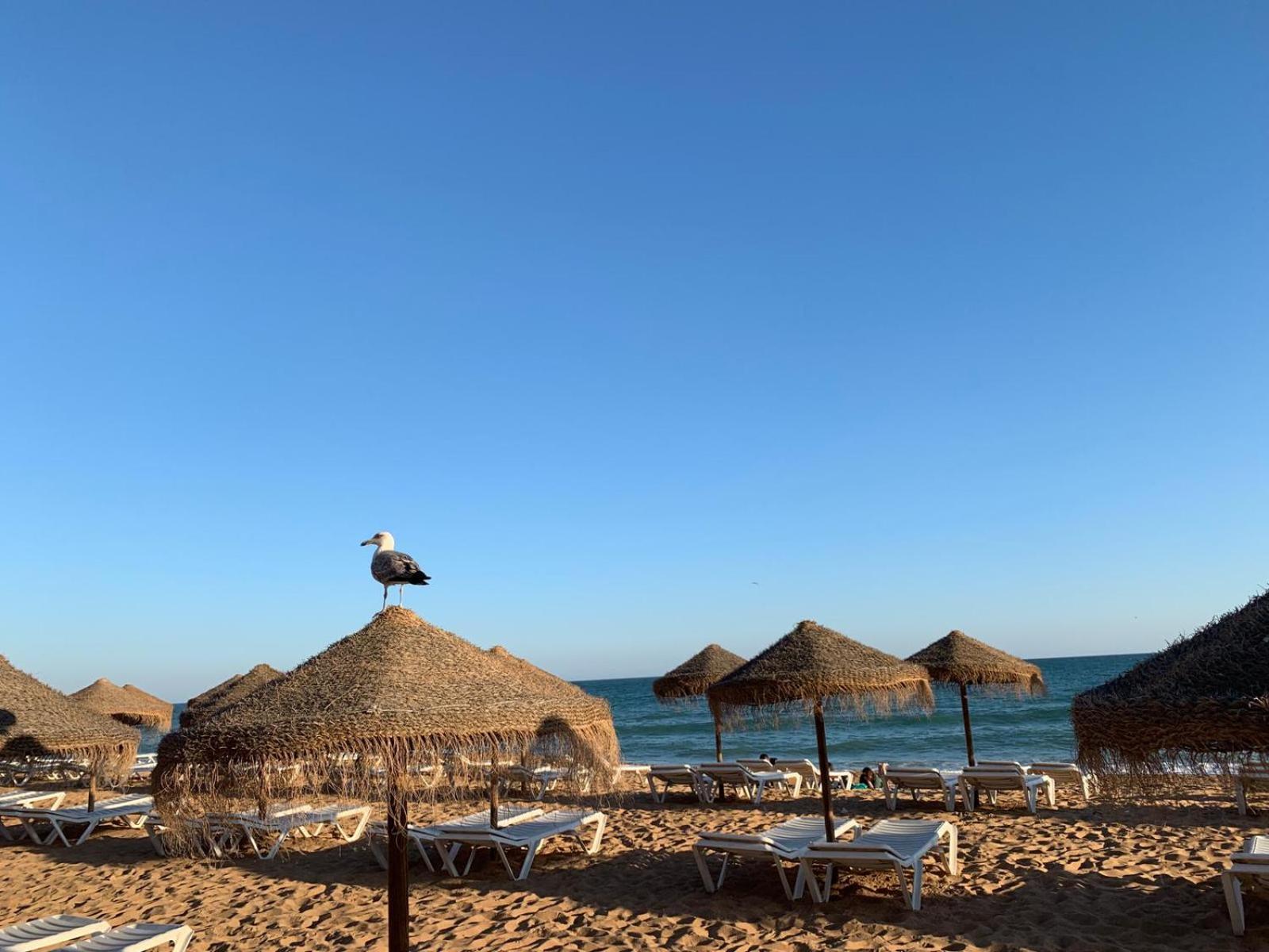 Olimar Sea View Apartment Albufeira Eksteriør bilde